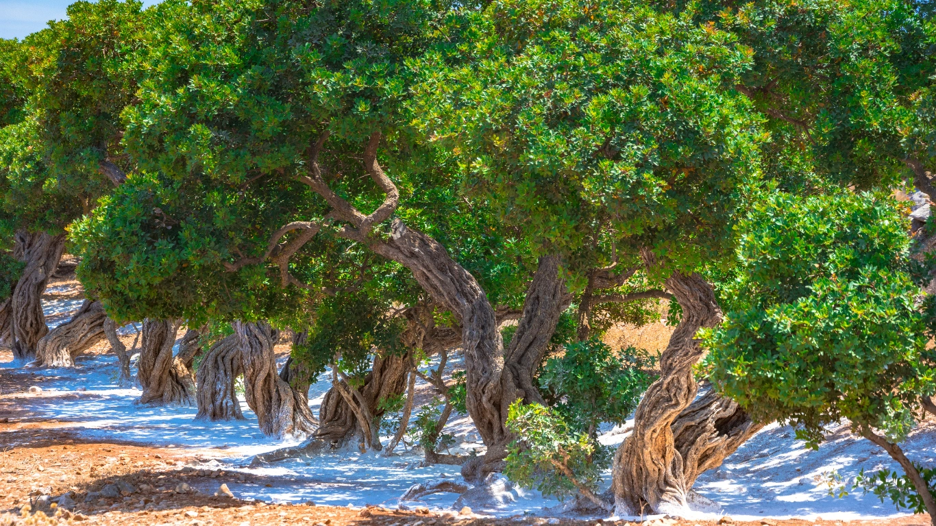 A grove of mastic trees in Chios, Greece, with gnarled trunks and dense foliage, set against a backdrop of lush greenery and clear blue skies.